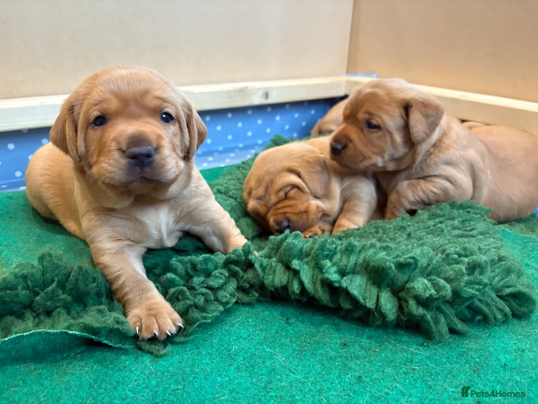 Labrador Retriever dogs for sale: Fox Red Labrador Puppies - Advert 8