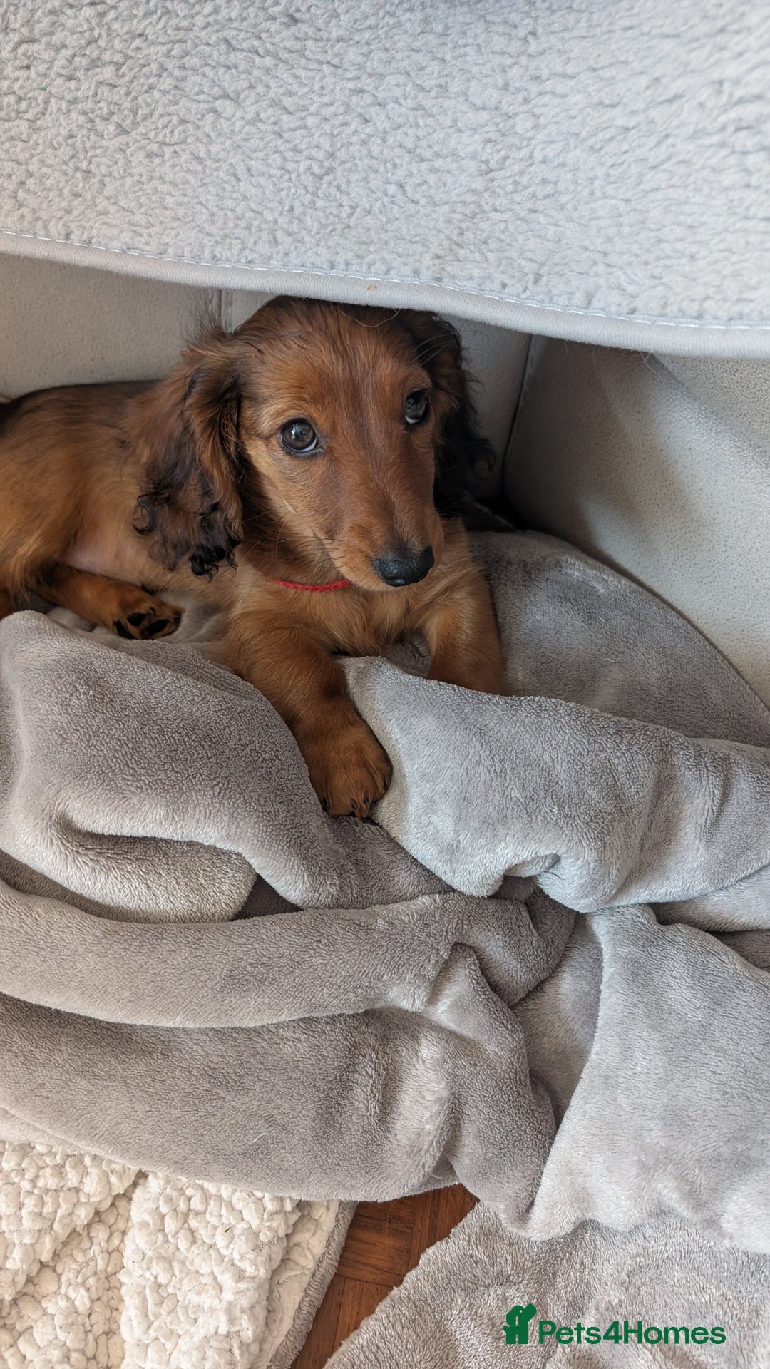 Miniature Dachshund dogs for sale: LAST GIRL KC Reg PRA clear LM Dachshund in Peterborough - Image 5