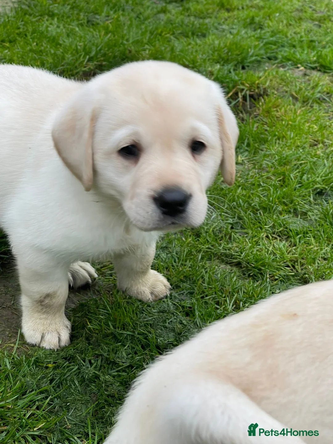 Labrador Retriever dogs for stud: Stunning Labrador, Champion Lines, Discounted Fee in Huddersfield - Advert 14