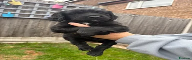 Sprocker 1 - Green 
