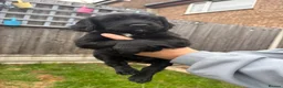 Sprocker dogs for sale: Sprocker puppies  - Advert 7