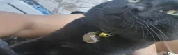 Domestic Shorthair cats for sale: Donut needs a Home - Advert 6