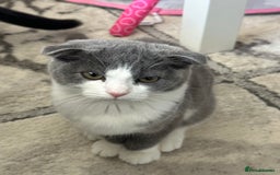 Scottish Fold cats for sale: Kittens  - Image 13