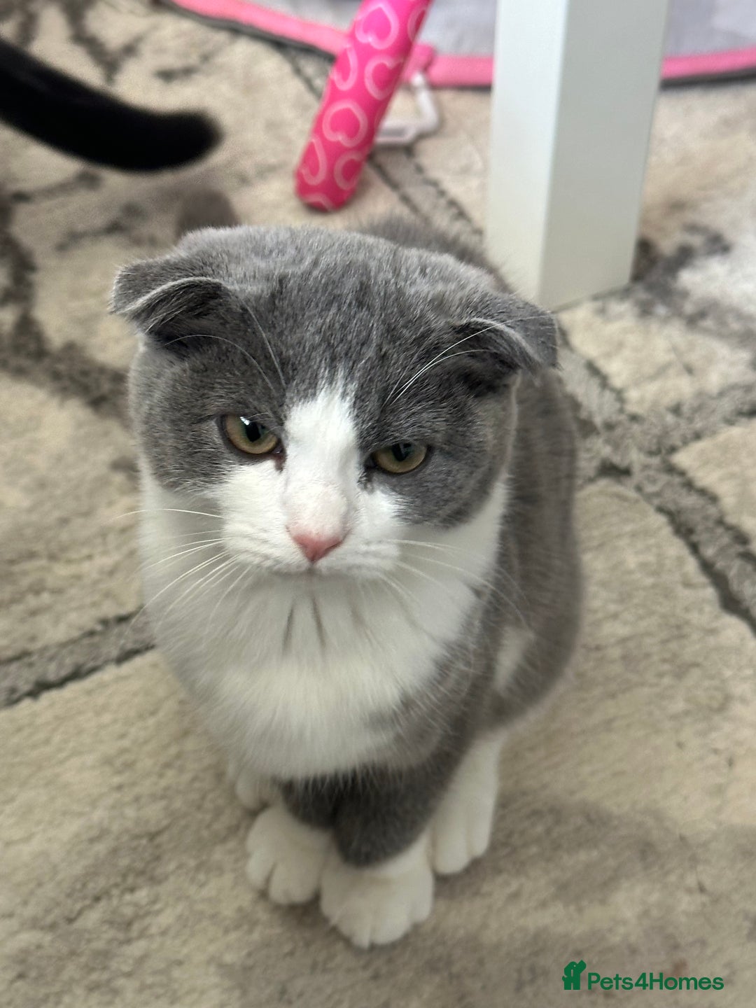 Scottish Fold cats for sale: Kittens  - Image 13