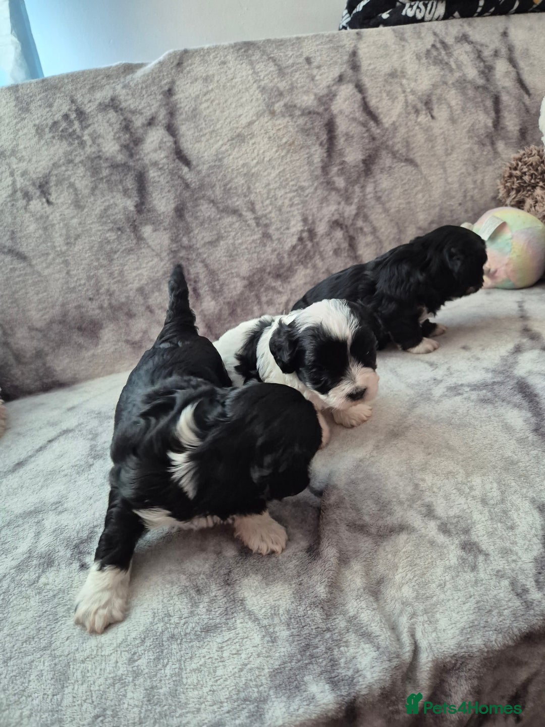 Bichon Frise dogs for sale: Bichon frise  - Image 6