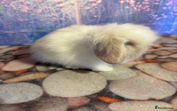 Mini Lion Lop rabbits for sale: Double mane lionlops ready 23rd Oct  - Image 6