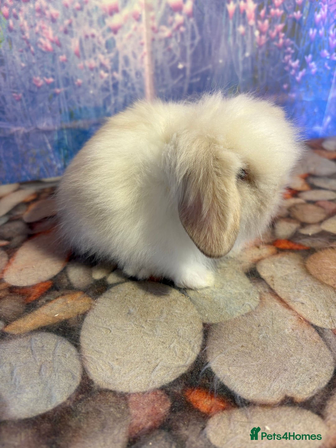 Mini Lion Lop rabbits for sale: Double mane lionlops ready 23rd Oct  - Image 6