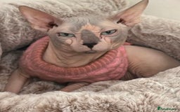 Sphynx cats for sale: Beautiful blue litter of Sphynx kittens - Advert 2