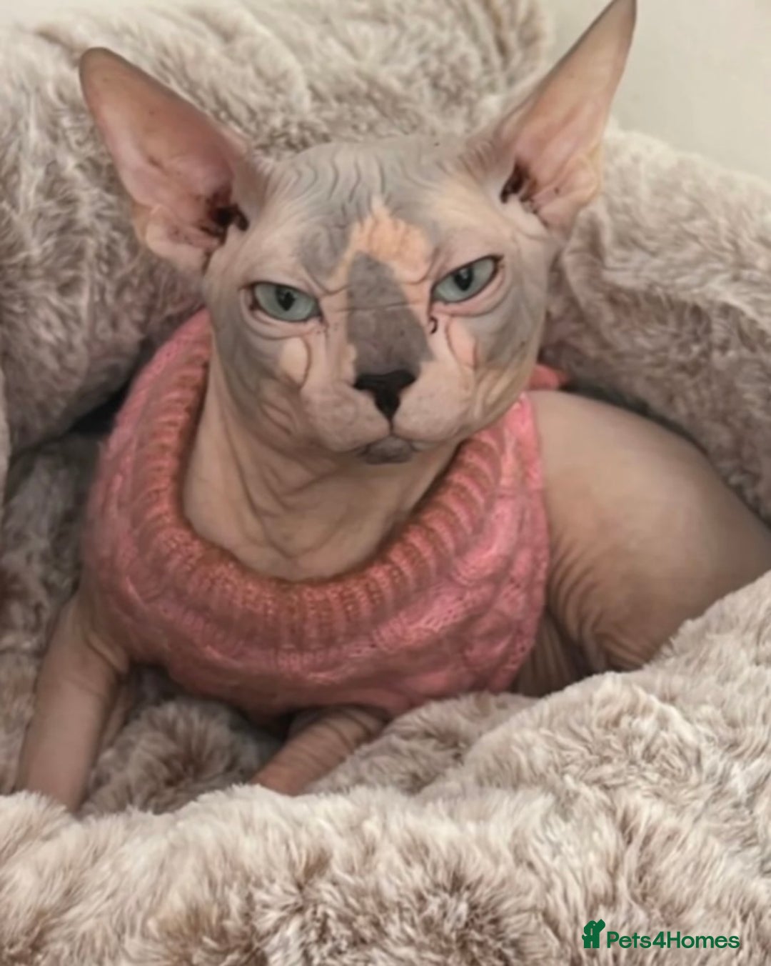 Sphynx cats for sale: Beautiful blue litter of Sphynx kittens - Advert 2