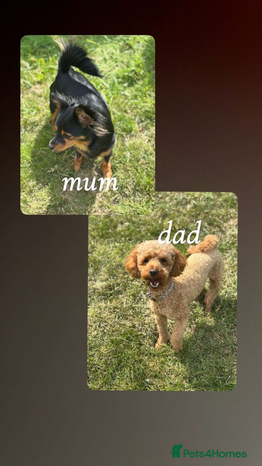 Mixed Breed dogs for sale: Jackawawa x miniature poodle  - Image 6