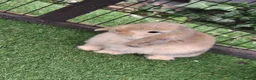 Mini Lop rabbits for sale: Beautiful Mini lops ❤️ - Advert 3
