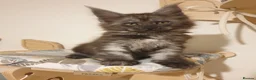 Maine Coon cats for sale: Maine coon kittens  - Advert 34