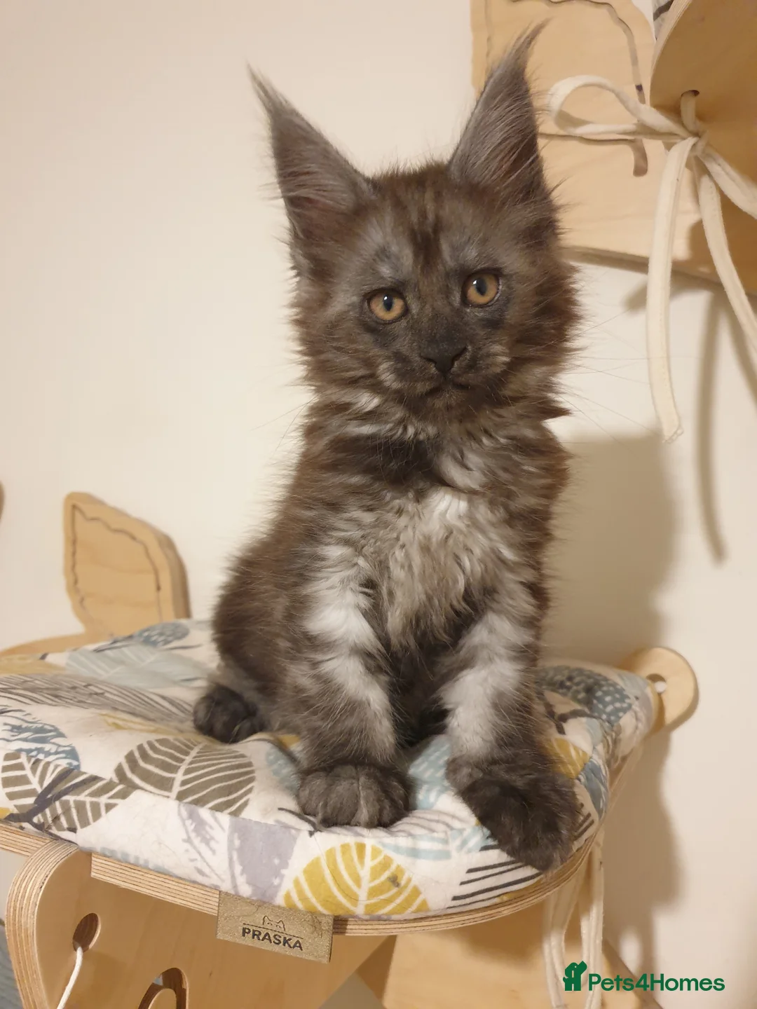 Maine Coon cats for sale: Maine coon kittens  - Advert 34