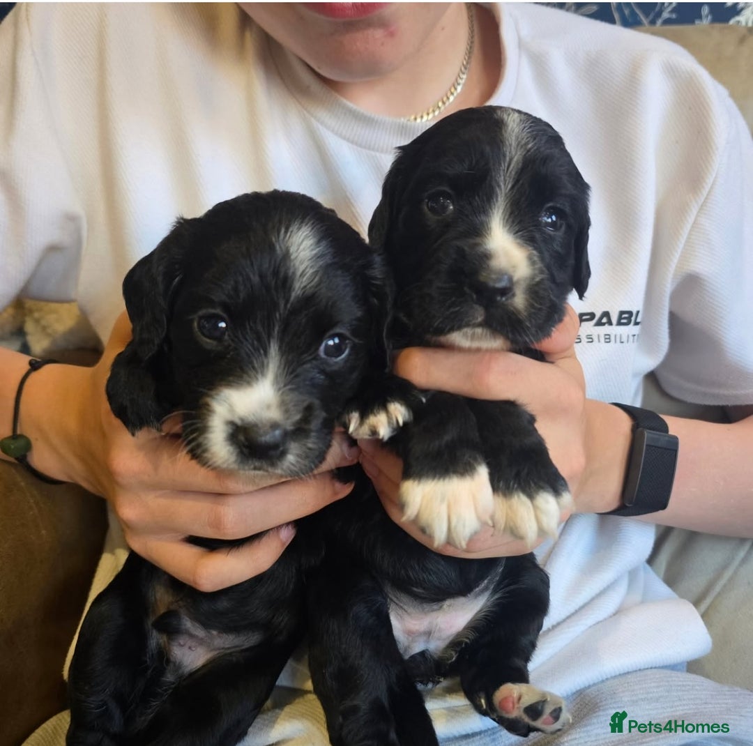 Sprocker dogs for sale: Beautiful Sprocker Spaniel pups - Image 3
