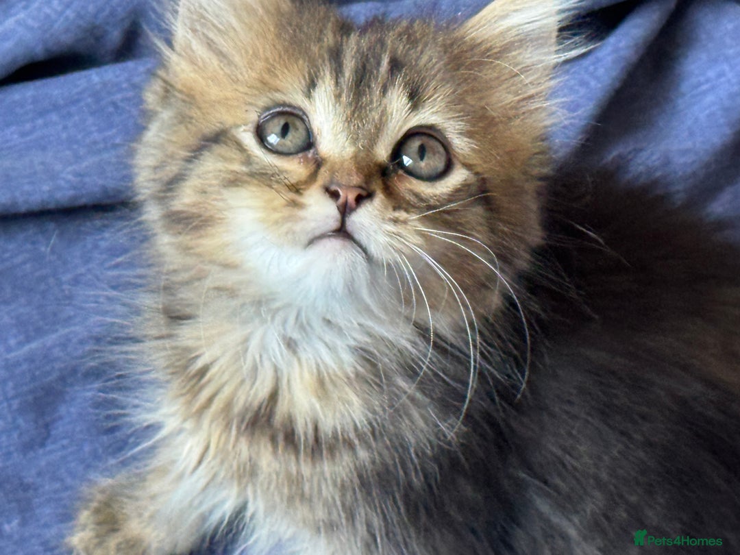 Siberian cats for sale: Four Siberian kittens - Image 6