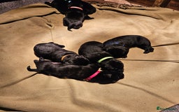 Labrador Retriever dogs for sale: Beautiful  black labrador puppies  - Image 4