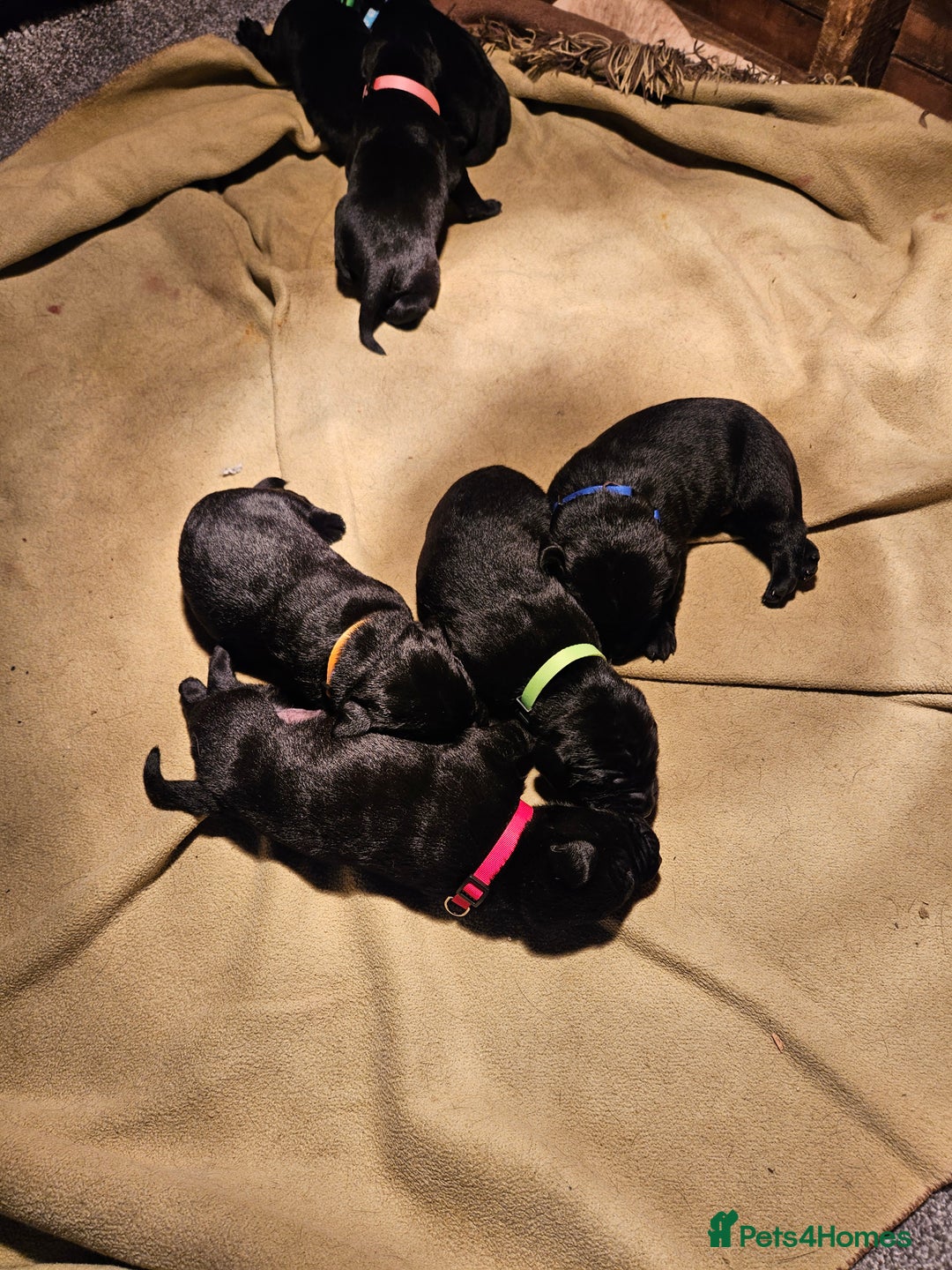 Labrador Retriever dogs for sale: Beautiful  black labrador puppies  - Image 4