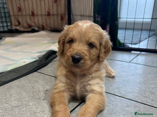 Mixed Breed dogs Stunning litter of Golden Bernadoodles - Advert 5