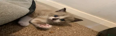 Mixed Breed Kitten 2