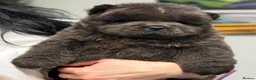 Chow Chow dogs for sale: 🧸🧸Beautiful Chow Chow Puppies🧸🧸 - Advert 6
