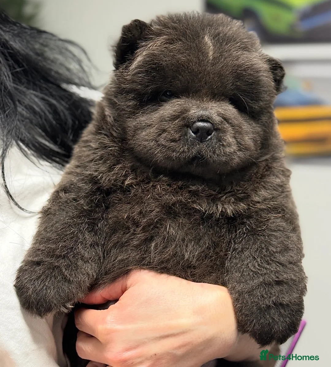 Chow Chow dogs for sale: 🧸🧸Beautiful Chow Chow Puppies🧸🧸 - Advert 6