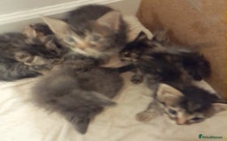 Bengal cats for sale: 6 Beautiful, Healthy Kittens - Image 3