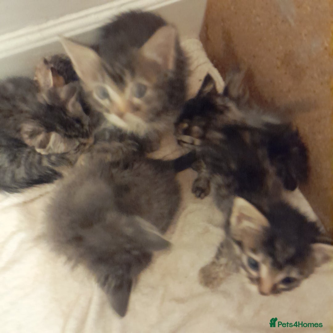 Bengal cats for sale: 6 Beautiful, Healthy Kittens - Image 3