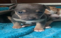 Jack Russell dogs for sale: Exceptional litter of miniature Jack RussellS - Image 9