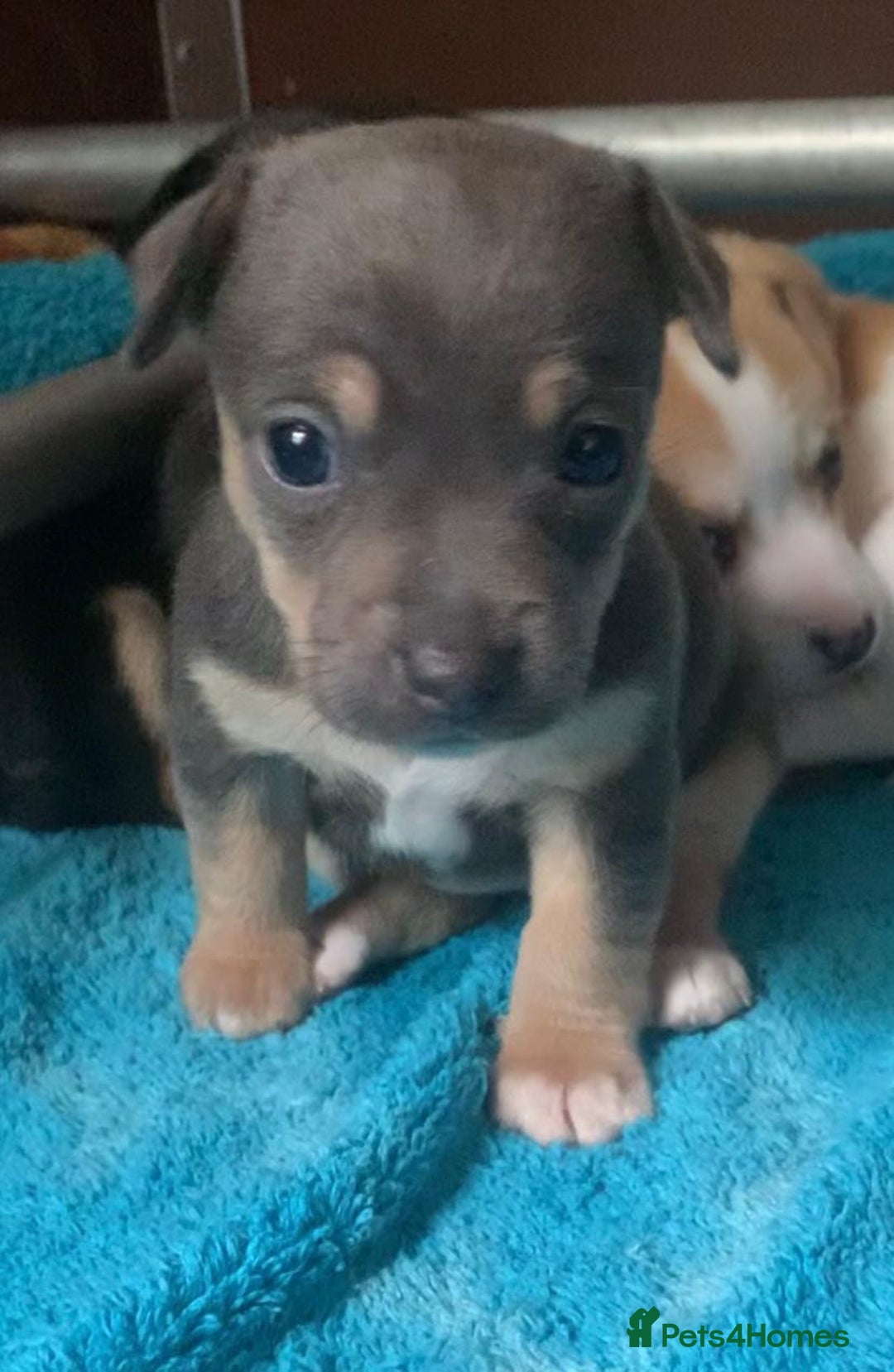 Jack Russell dogs for sale: Exceptional litter of miniature Jack RussellS - Image 9