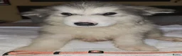 Alaskan Malamute dogs for sale: Pure Alaskan Malamute - Advert 6