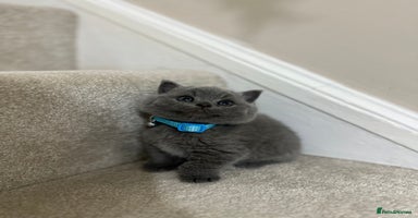British Shorthair cats - Advert 6