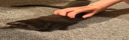 Mixed Breed cats for sale: 2 male black kittens in Ramsgate - Advert 10