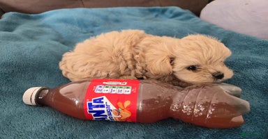Maltipoo dogs - Advert 10