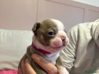Boston Terrier dogs Rare & Premium Champaign KC Boston Terriers - Advert 4