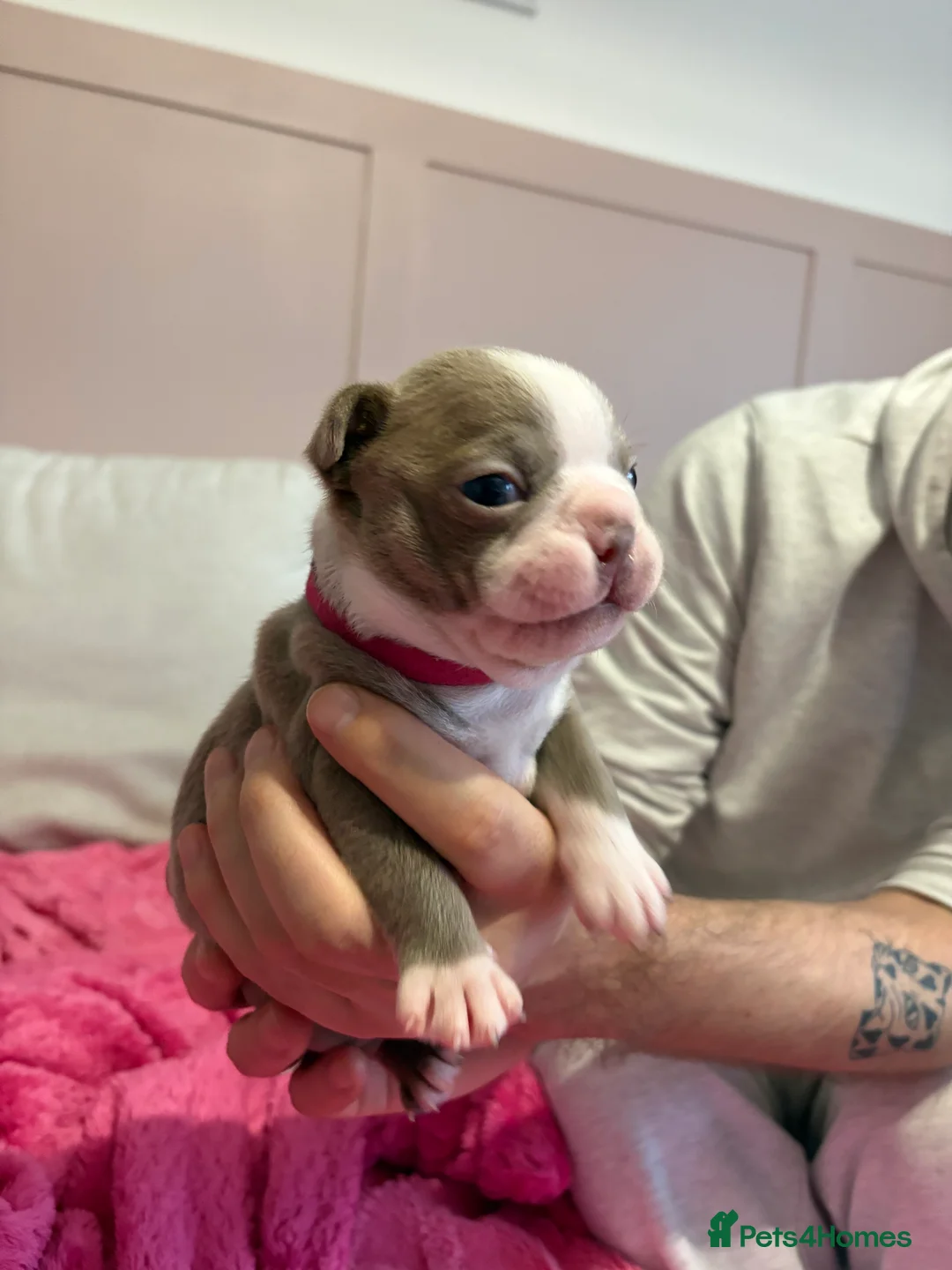 Boston Terrier dogs for sale: Rare Champaign KC Boston Terrier - Advert 3