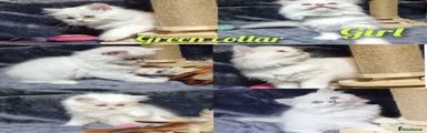British Longhair Kitten 4
