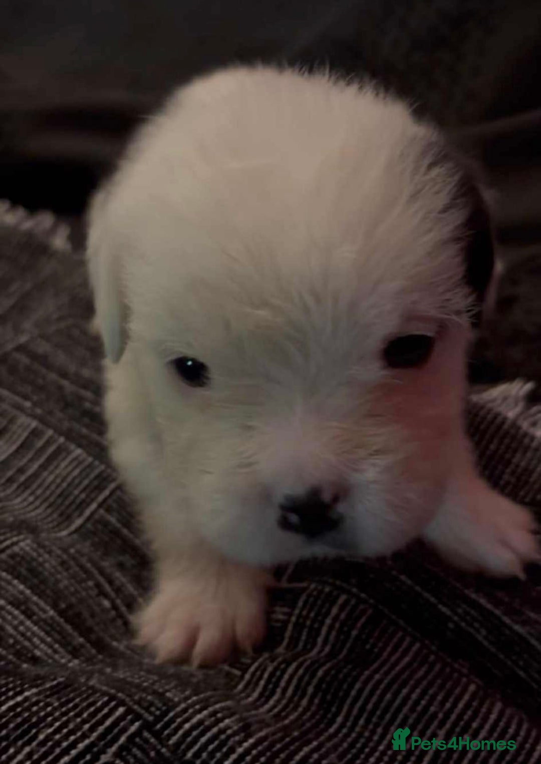 Mastiff dogs for sale: Mastiff puppies  - Image 8