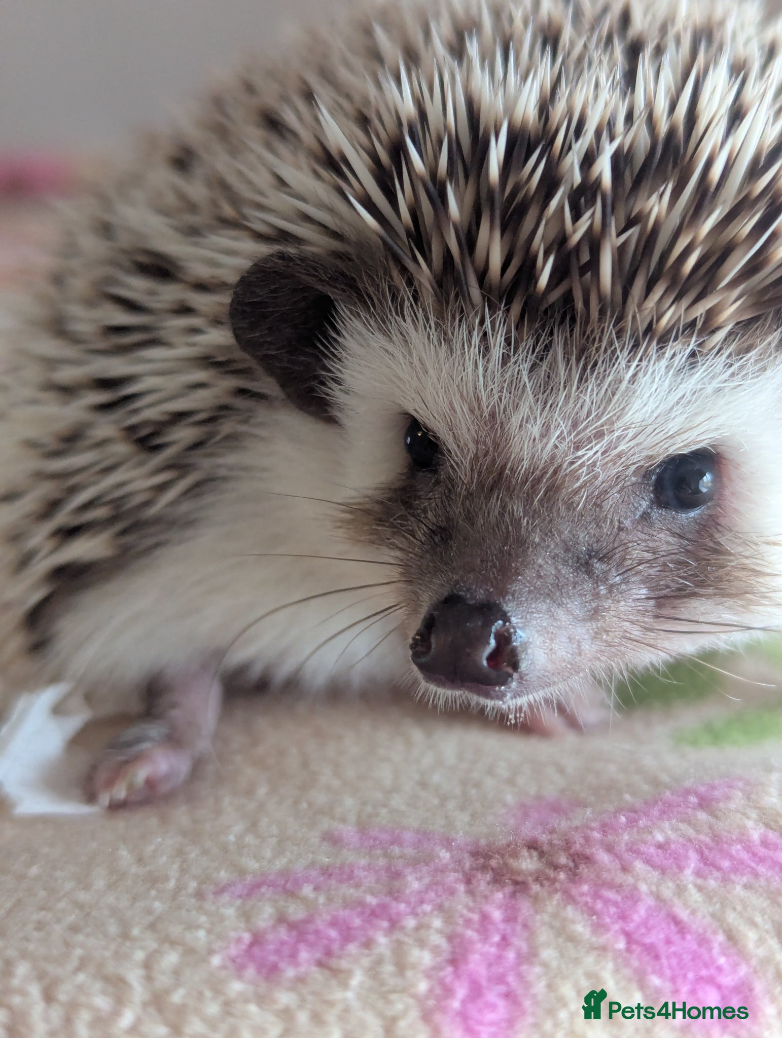 Pygmy Hedgehog rodents Gorgeous 11 week old Female/Ready Now!!! - Advert 2