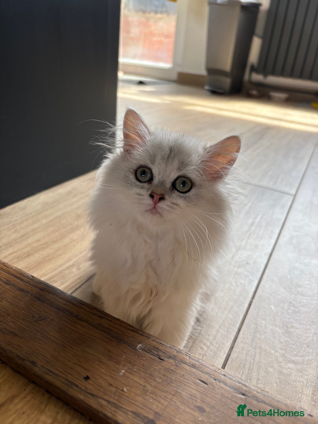 British Longhair cats for sale: ✨ Three adorable British Short/longhair kittens  - Image 23
