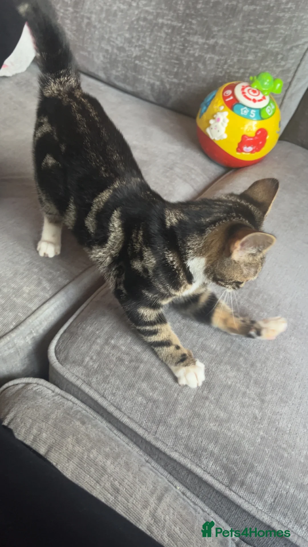 Domestic Shorthair cats for sale: Domestic shorthair kitten  in Haverhill - Advert 2