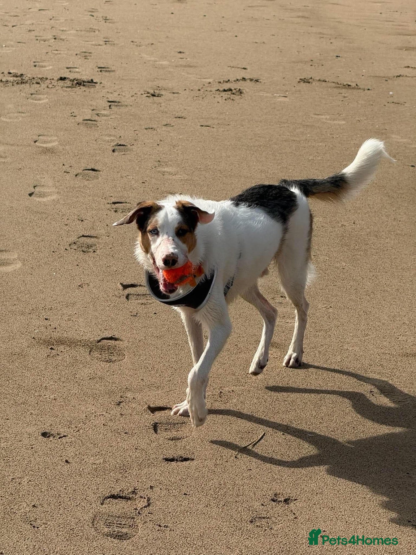 Border Collie dogs for sale: Handsome rex - Advert 1