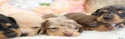 Miniature Dachshund dogs for sale: KC Miniature Dachshund Puppies - Advert 23