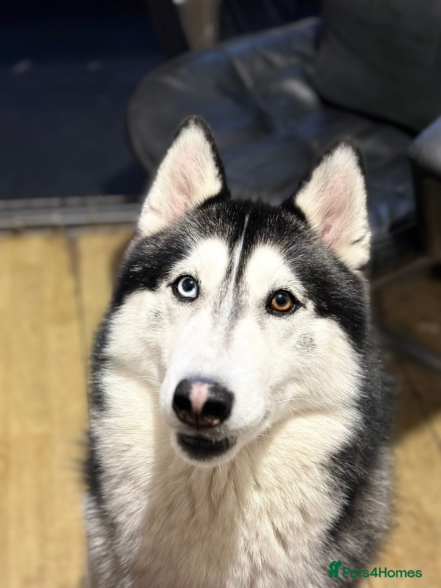 Siberian Husky dogs Husky Stud Available Exceptional Temperament - Advert 1