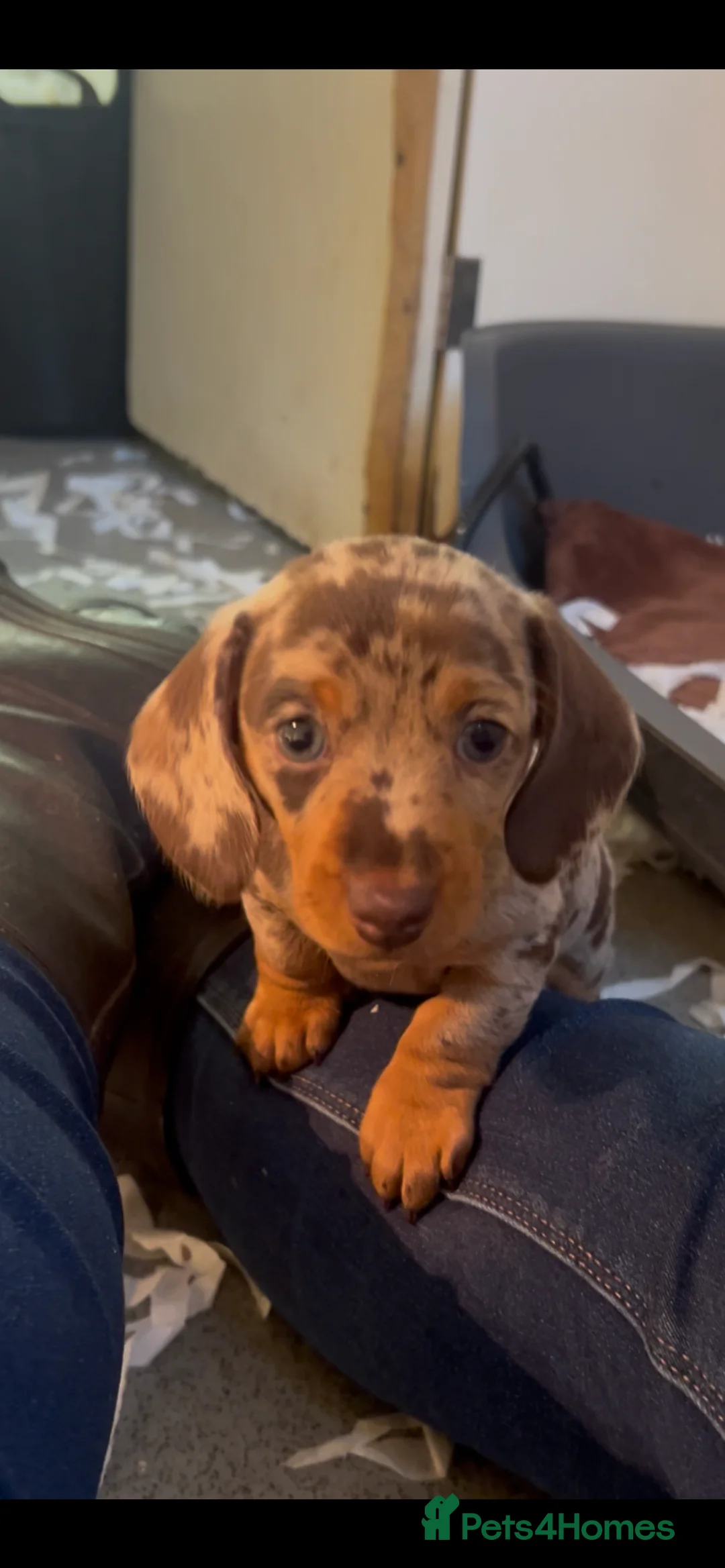 Miniature Dachshund dogs for sale: Dachshund (Miniature) beautiful Puppies  - Advert 7