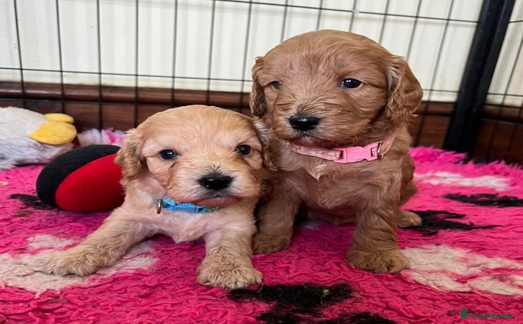 Cockapoo dogs - Advert 2