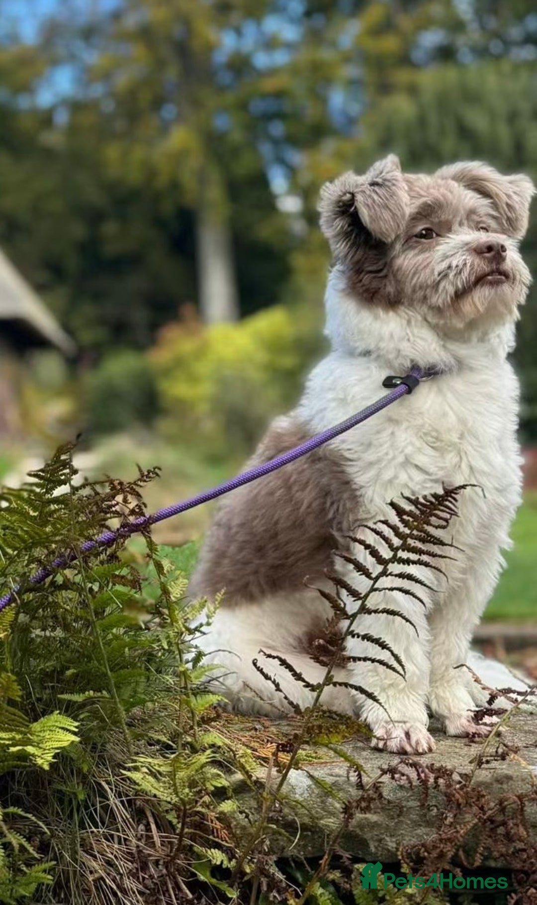 Shihpoo dogs for sale: Very cute Shihpoo - Advert 5