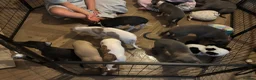 Whippet dogs for sale: KC registered Whippets health tested parents - Advert 7