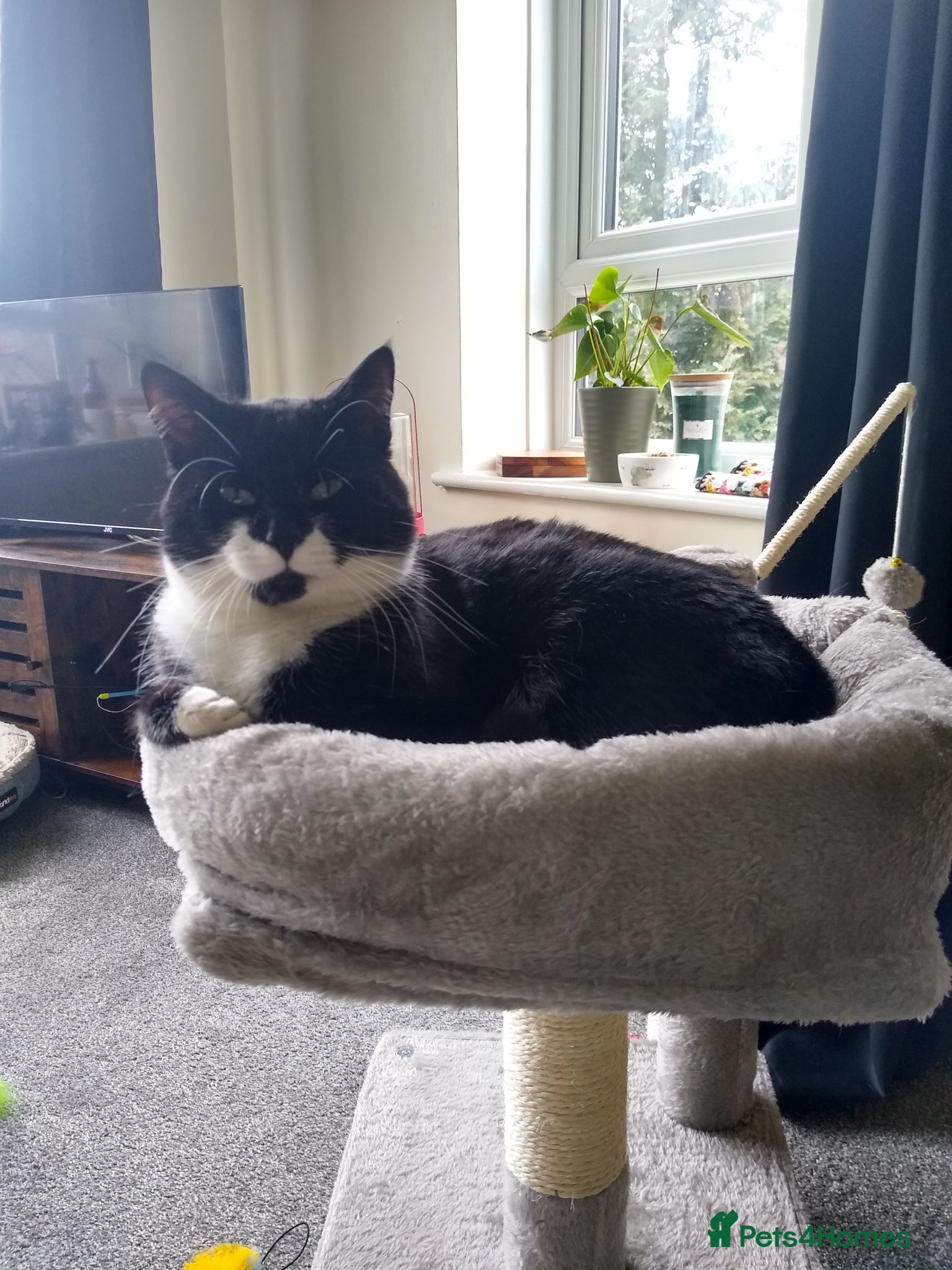 Mixed Breed cats Black and white male 2 years - Advert 3
