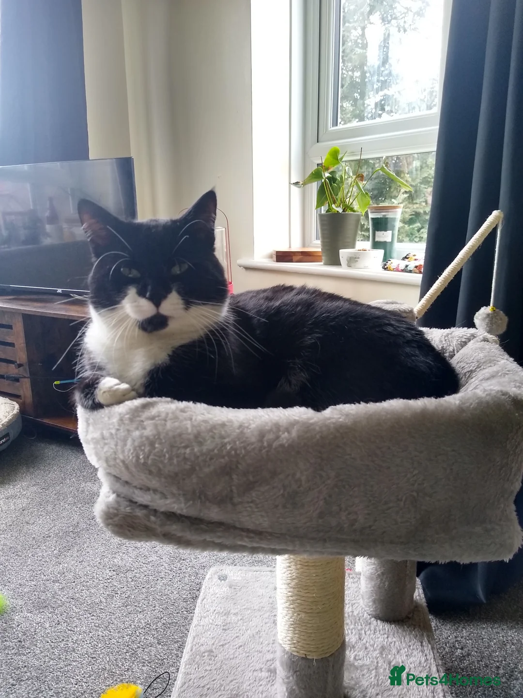Mixed Breed cats for sale: Black and white male 2 years - Advert 1