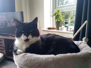 Mixed Breed cats Black and white male 2 years - Advert 3